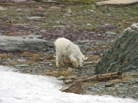 Hungry goat